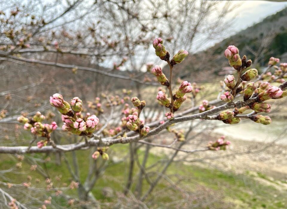 白竜湖 桜便り