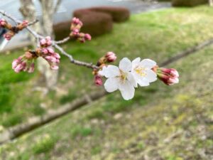 今日の白竜湖 桜便り