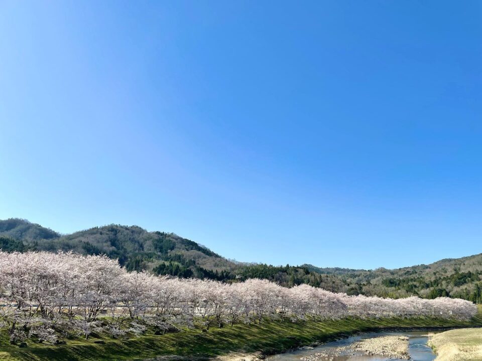 今日の白竜湖 桜便り