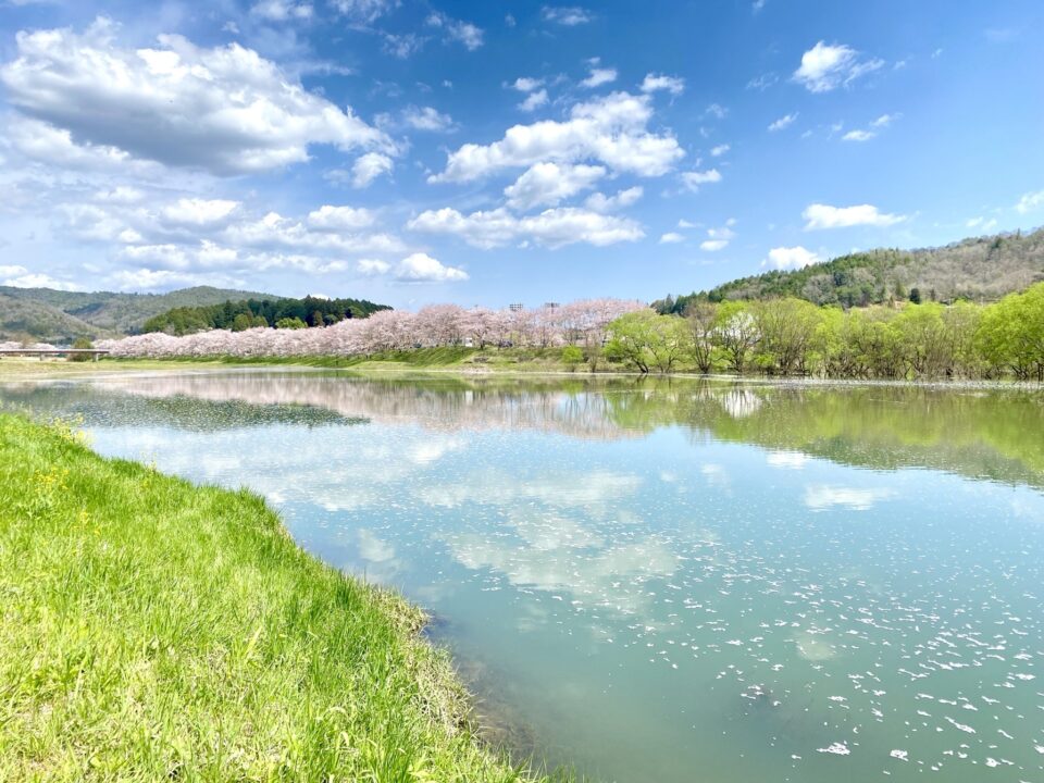 白竜湖　桜便り